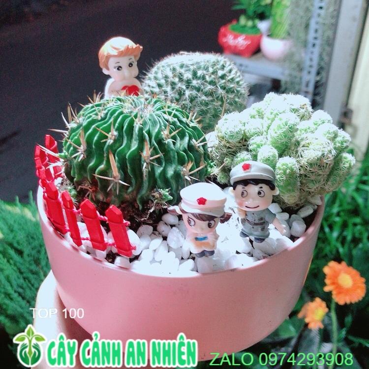 Chậu Xương Rồng Tiểu Cảnh