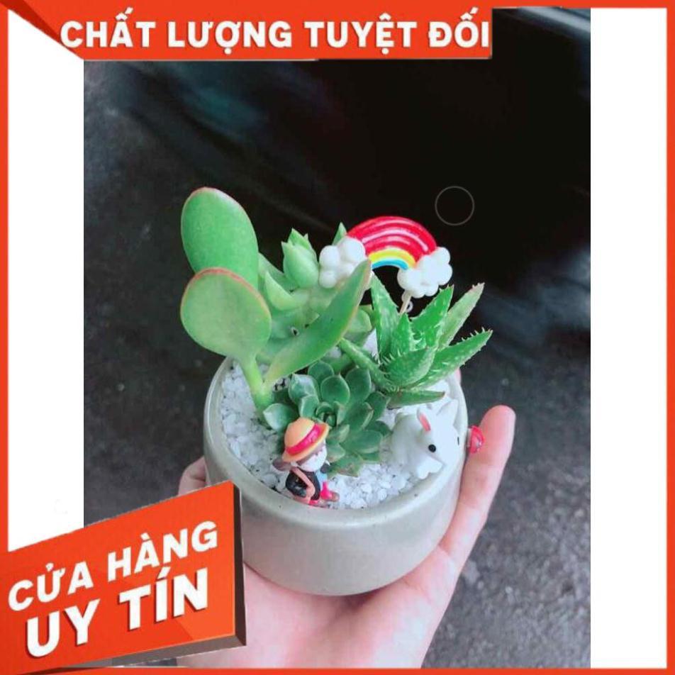 Chậu sen đá tiểu cảnh Nhiều Người Mua