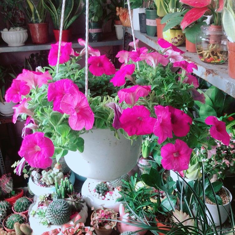 Chậu Cây Dạ Yến Thảo
