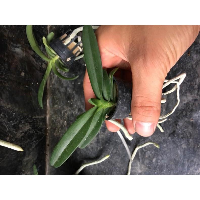 Combo 3 chậu Ngọc điểm cam lửa