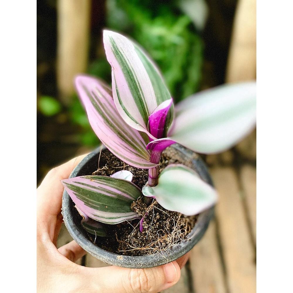 Cây giống Tradescantia albiflora Nanouk (Thài Lài Hồng Nanouk, Thài Lài Đột Biến) chậu nhựa