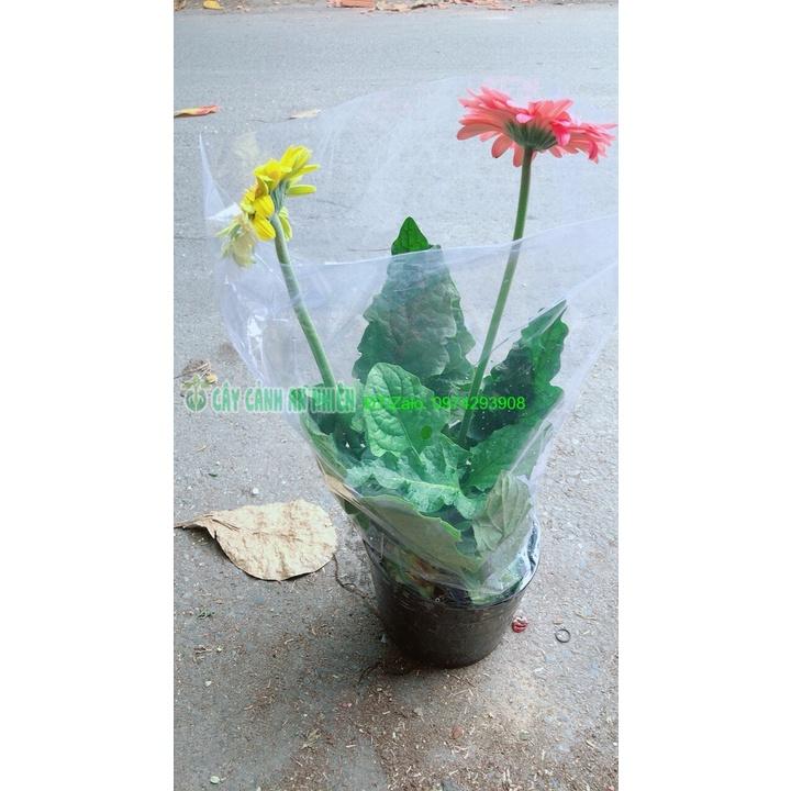 Bụi Hoa Đồng Tiền 2 Màu