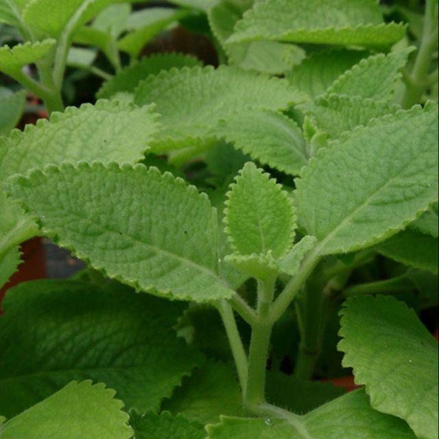 Cây giống húng chanh