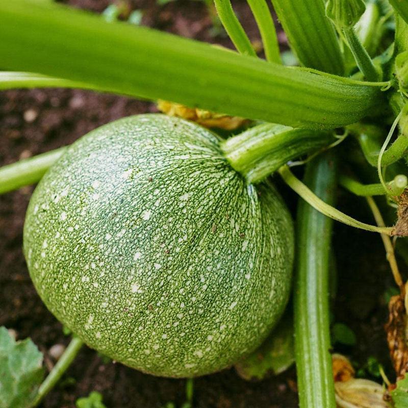 Hạt Giống Bí Ngòi Tròn Xanh Chịu Nhiệt -