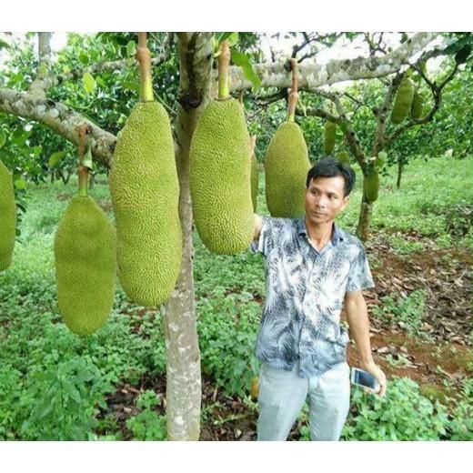 CÂY GIỐNG MÍT MALAYSIA QUẢ DÀI