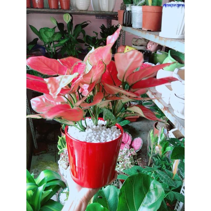 Chậu Cây Vạn Lộc Hồng Lớn