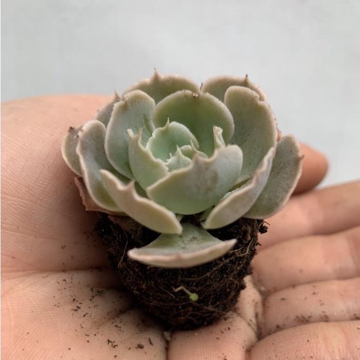 Sen đá mini 4-7cm siêu khỏe đã thuần khí hậu lỗi 1 đổi 1
