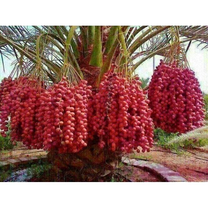 Cây giống Chà Là NAM MỸ Quả đỏ .