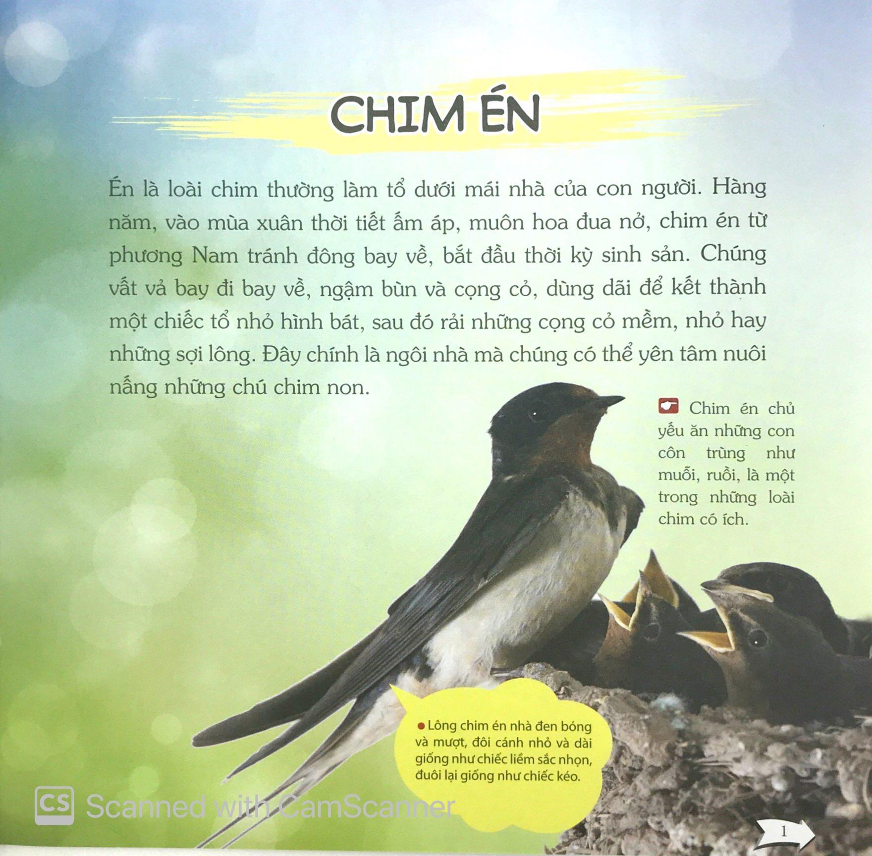 Bách Khoa Toàn Thư Nhỏ (Bằng Tranh) - Các Loài Chim