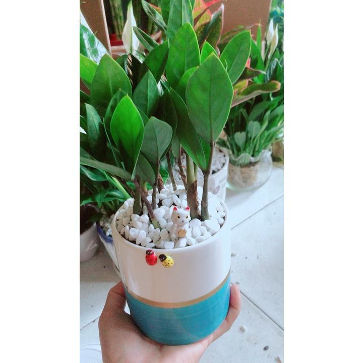 Chậu Cây Kim Tiền Thái Để Bàn