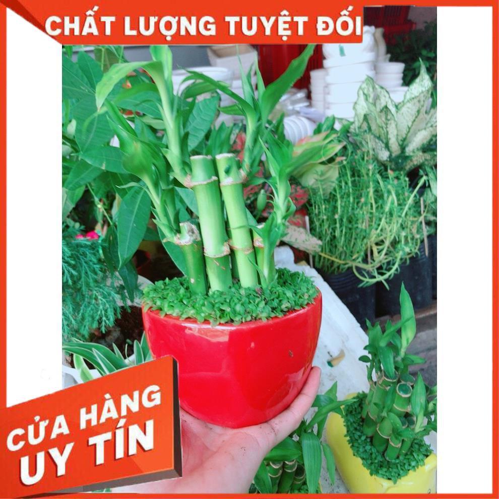 Chậu chúc phát tài hình trái tim để bàn