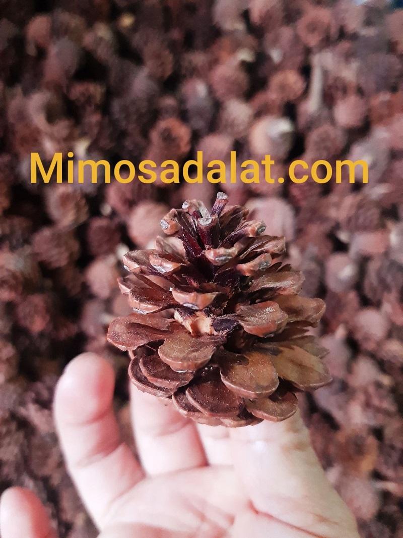 Quả thông khô phụ kiện trang trí giáng sinh