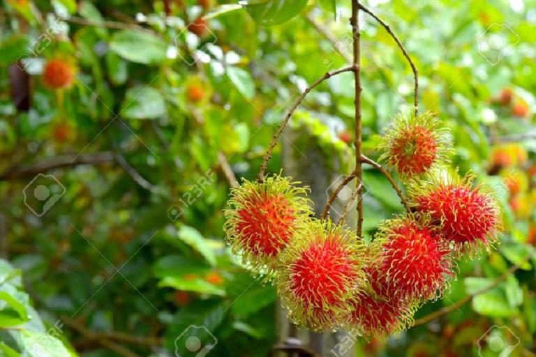 CÂY GIỐNG CHÔM CHÔM NHÃN SIÊU NGON SIÊU QUẢ