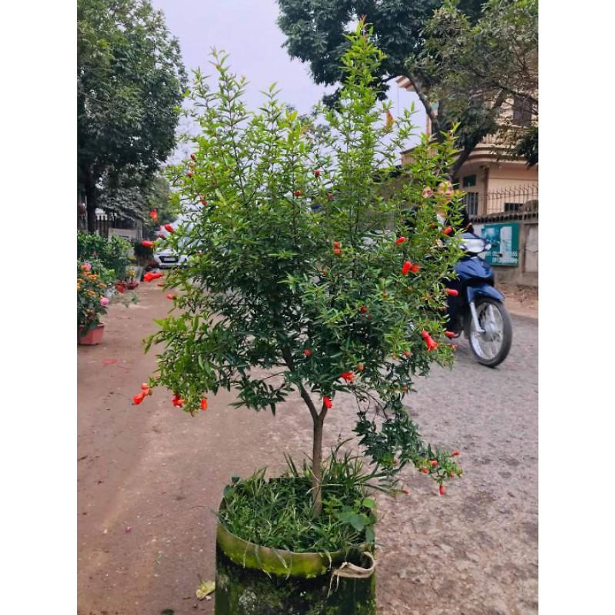CÂY GIỐNG LỰU ĐỎ LỒNG ĐÈN
