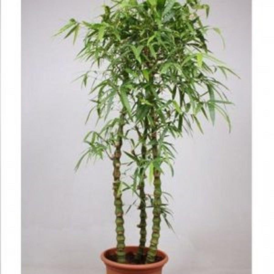 CÂY GIỐNG TRÚC ĐÙI GÀ HÀNG GỬI ĐI NGUYÊN CHẬU -