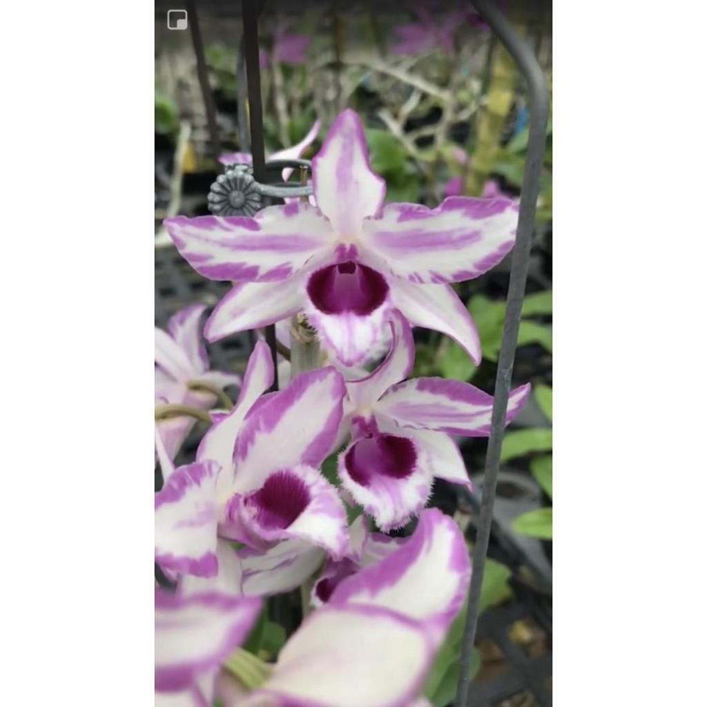 Combo 2 côc chớp mỹ cây giống