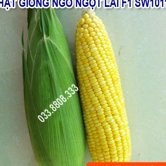 Hạt Giống Ngô Ngọt Việt Thái SW1011 - Ngô Siêu Năng Suất