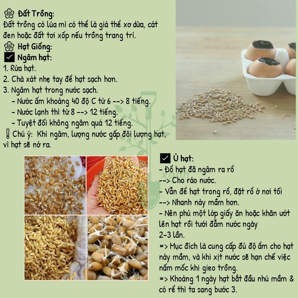 Hạt Giống Cỏ Lúa Mì Dễ Trồng, Thơm Ngon, Nhanh Thu Hoạch - Gói 100gr