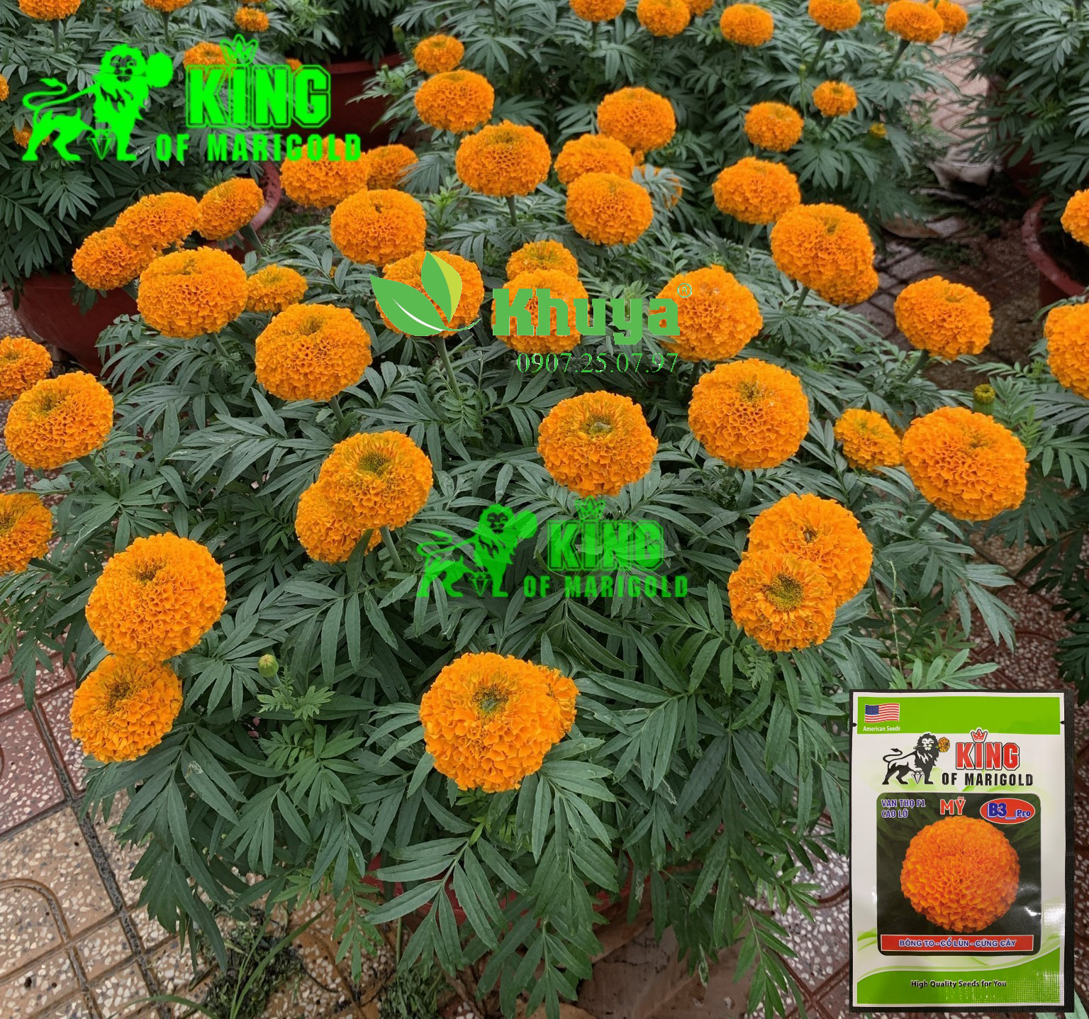 (Date: 05/11/2026) Hạt giống Hoa Vạn Thọ F1 Mỹ B3 Pro Cao Lỡ Cam Đỏ Bông To - Cổ Lùn - Cứng Cây