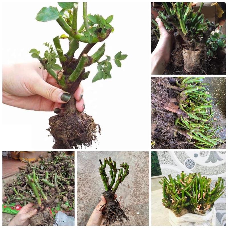 GỐC HOA HỒNG NGOẠI BÔNG TO CÁNH DÀY ĐỦ MÀU