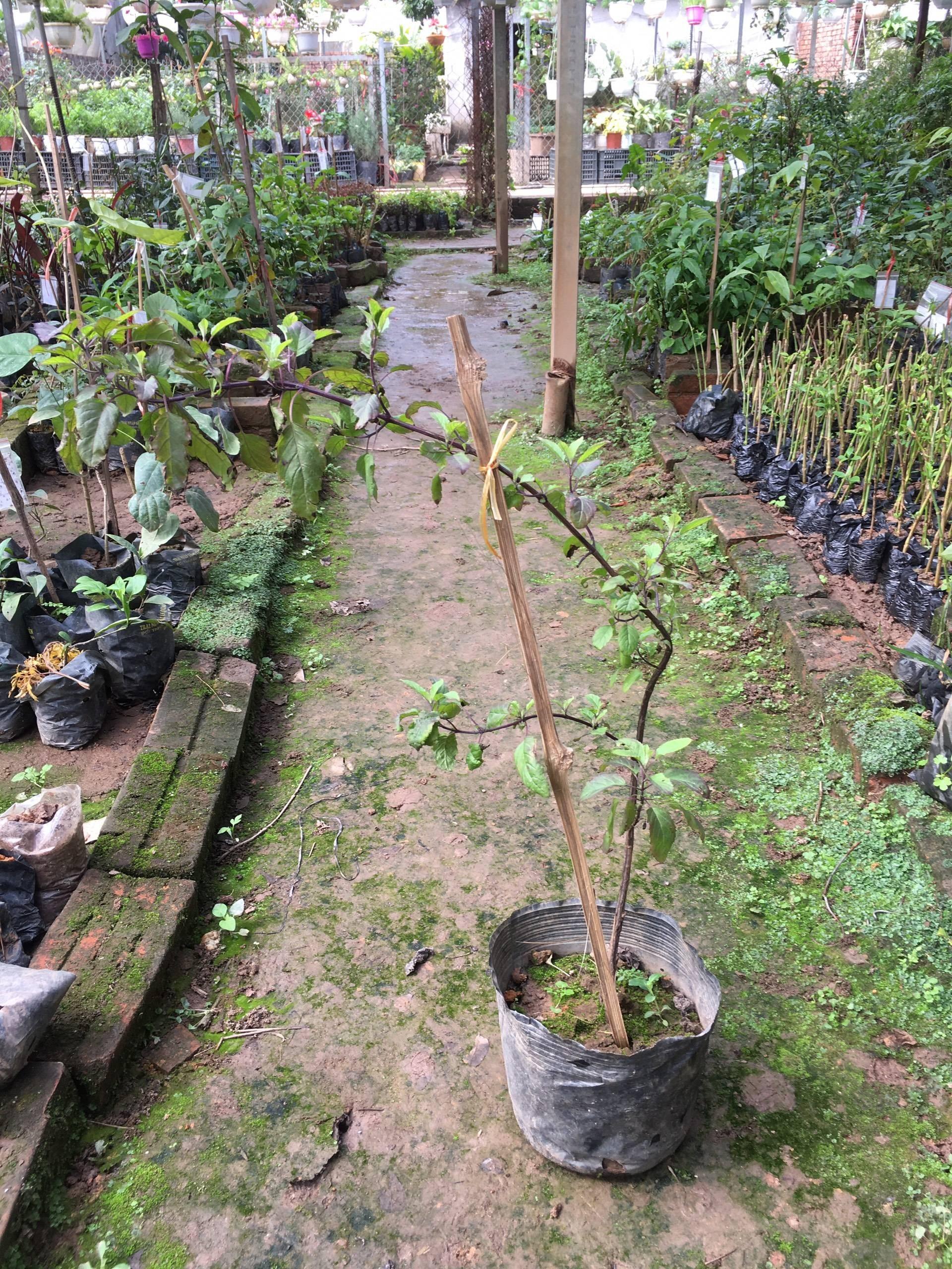 Hương nhu tía – Cây giống chuẩn gửi cây trong bầu