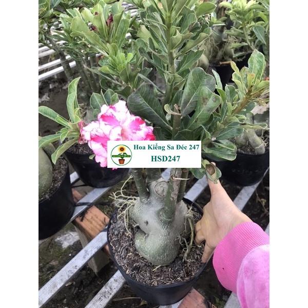 Hoa sứ trắng Loan Hồng - Tặng phân bón