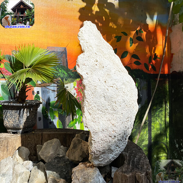 Vỏ sò tai tượng thô - 13.5kg  - VST07