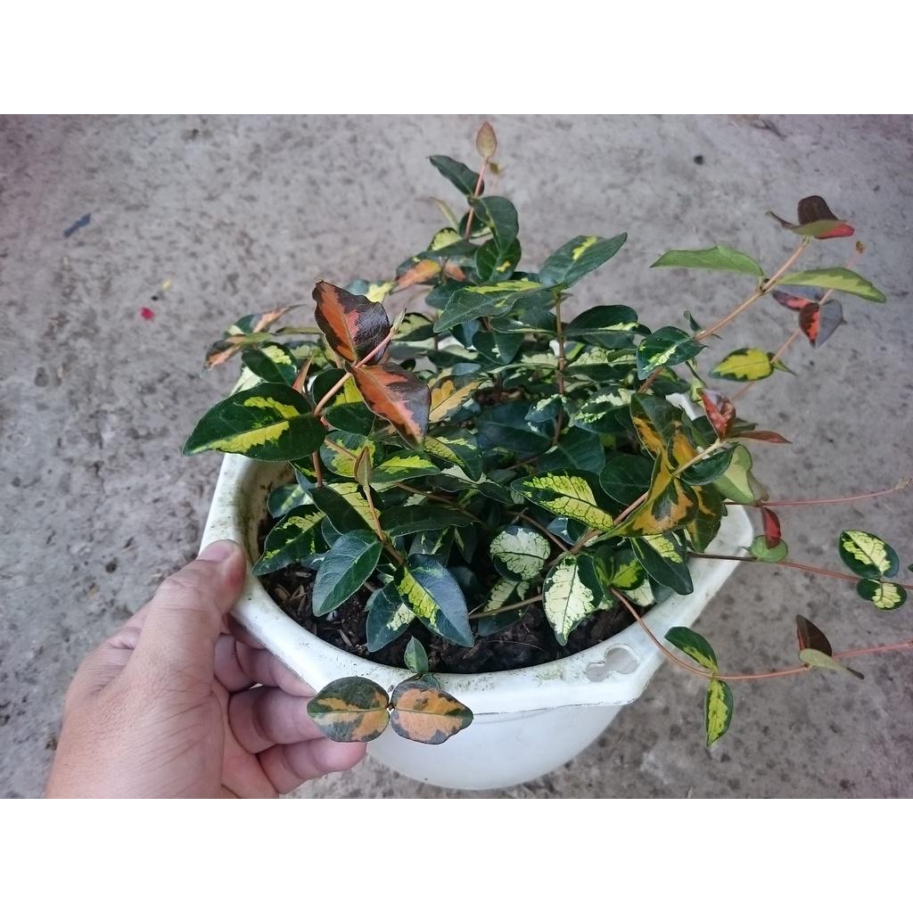Cây Thằn Lằn Ngũ Sắc - cây cảnh vườn + tặng phân bón cho cây