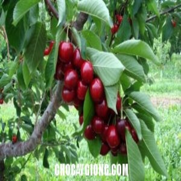 CHERRY ANH ĐÀO MỸ