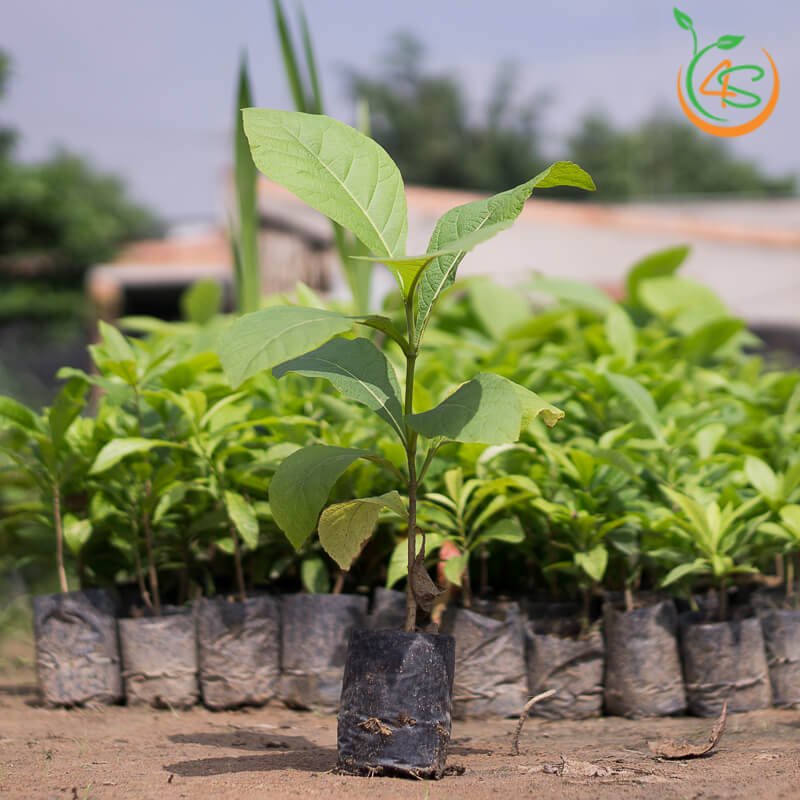 Cây giống Giá Tỵ