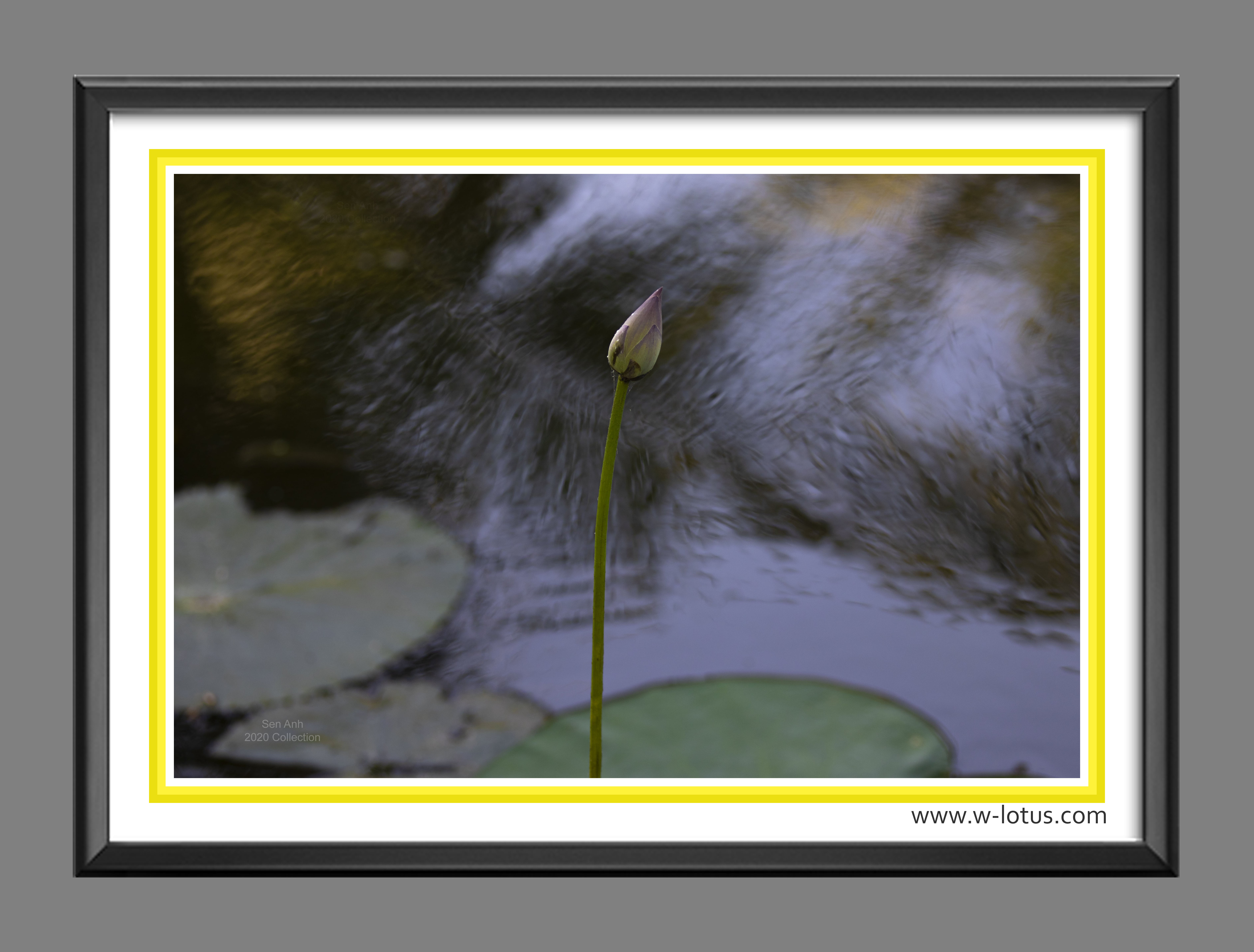 Tranh canvas hoa Sen treo phòng khách ST-00350