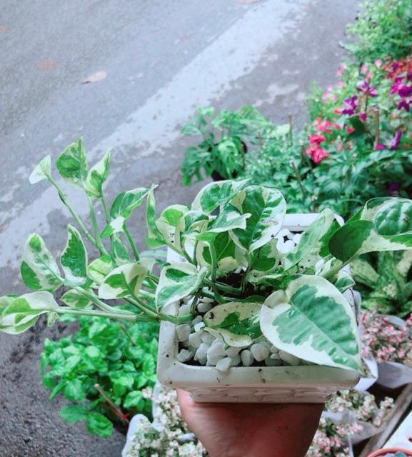 Chậu Trầu Bà Sữa