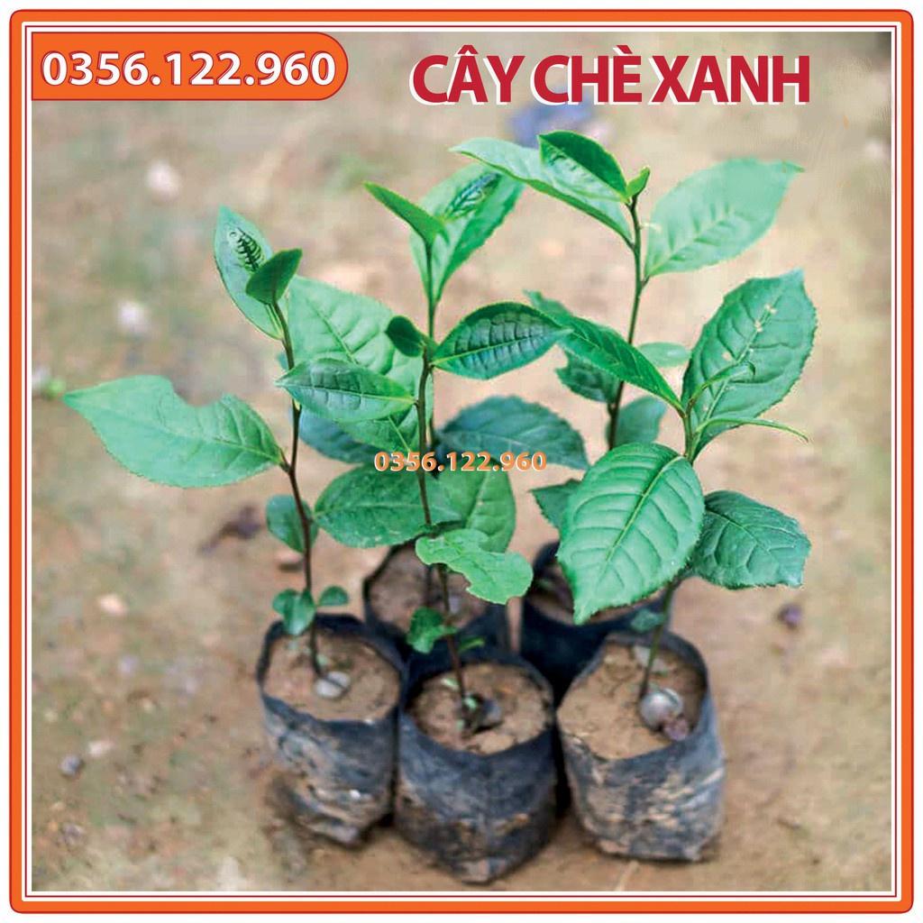 Combo 10 Cây chè xanh giống, trà xanh thái nguyên