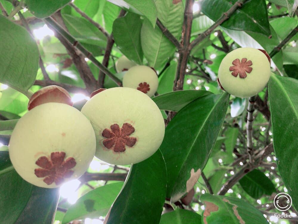 Cây giống MĂNG CỤT GHÉP cho trái siêu sớm, siêu trái.
