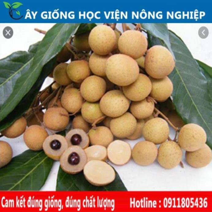 Sản phẩm Cây Ăn Trái nhãn siêu ngọt