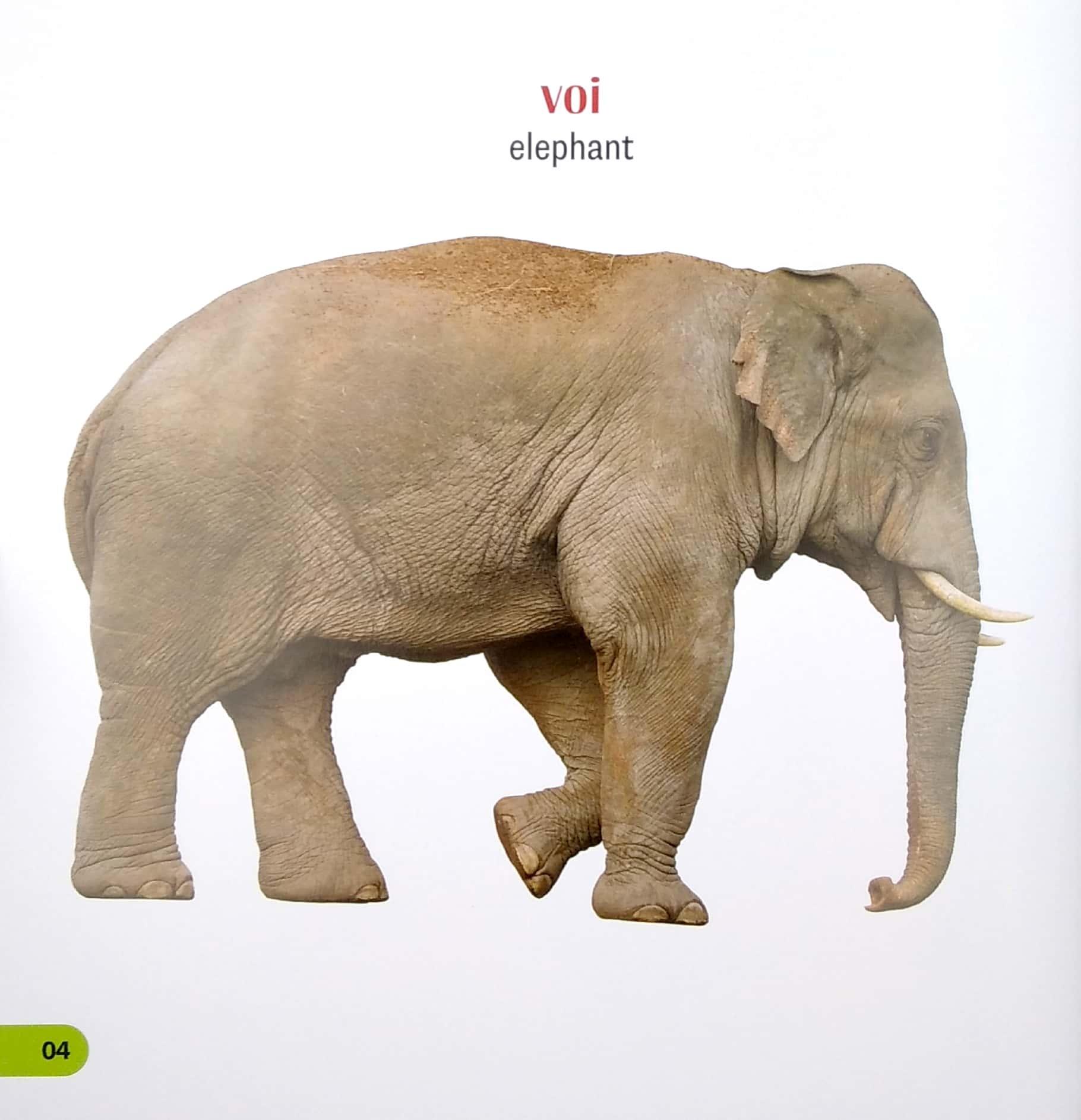 100 Từ Đầu Tiên Của Bé - Các Loài Vật