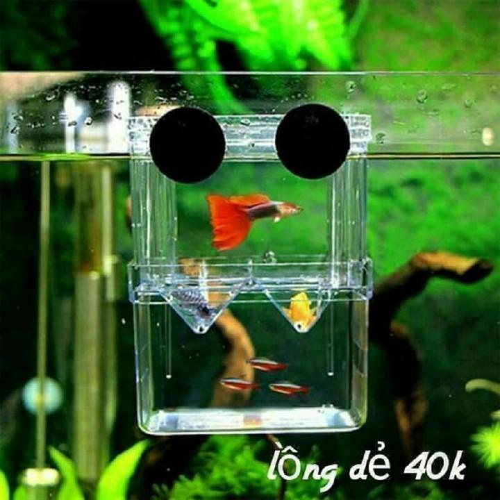 LỒNG CHO CÁ ĐẺ