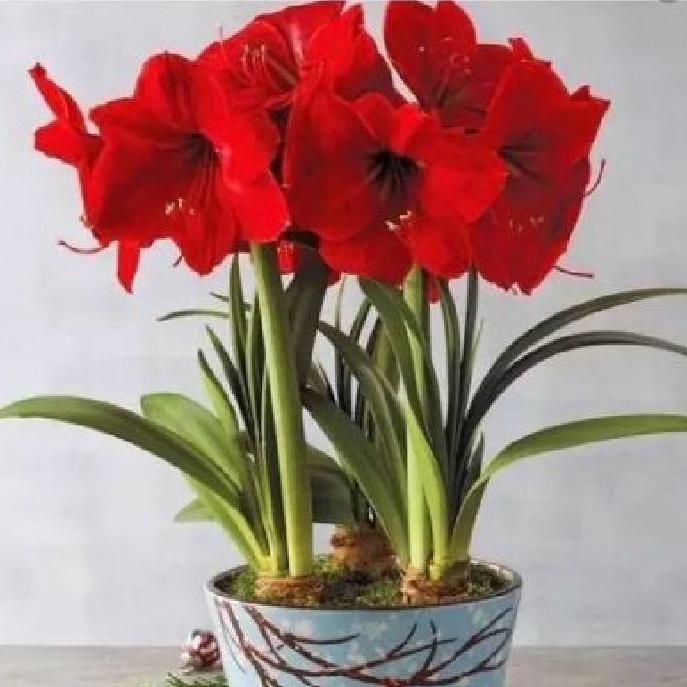 1 Củ  hoa huệ tây hoa đỏ nhung