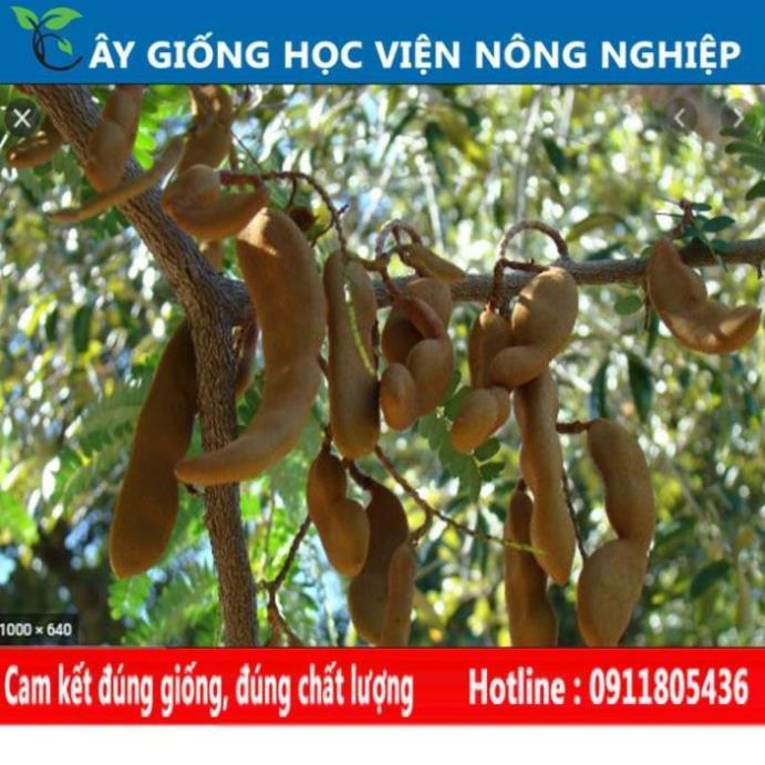 Sản phẩm Cây Ăn Trái cây me ngọt cây ăn quả