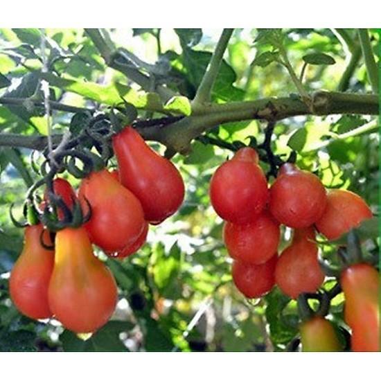 Cà chua bi lê đỏ/ vàng gói 30 hạt