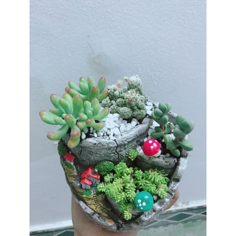 Chậu sen đá xương rồng mix Bán Chạy