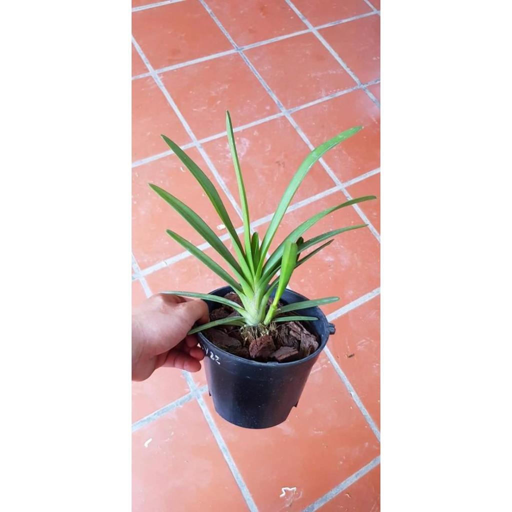 Kiếm tiên vũ hàng lai