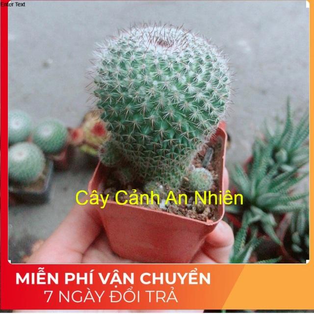 Xương Rồng Bánh Sinh Nhật