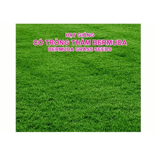 Hạt Giống Thảm Cỏ Bermuda gói 100g - Cỏ Sân Vườn - Cỏ Thảm - Cỏ Trồng Cảnh Quan