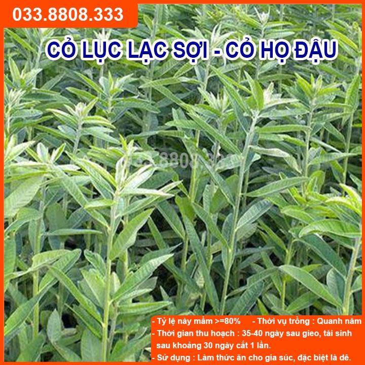4 Loại Hạt Cỏ Chăn Nuôi Tôt Nhất - Cỏ Voi Lai, Mombasa Ghine, Lục Lạc Sợi, Alfalfa Linh Lăng