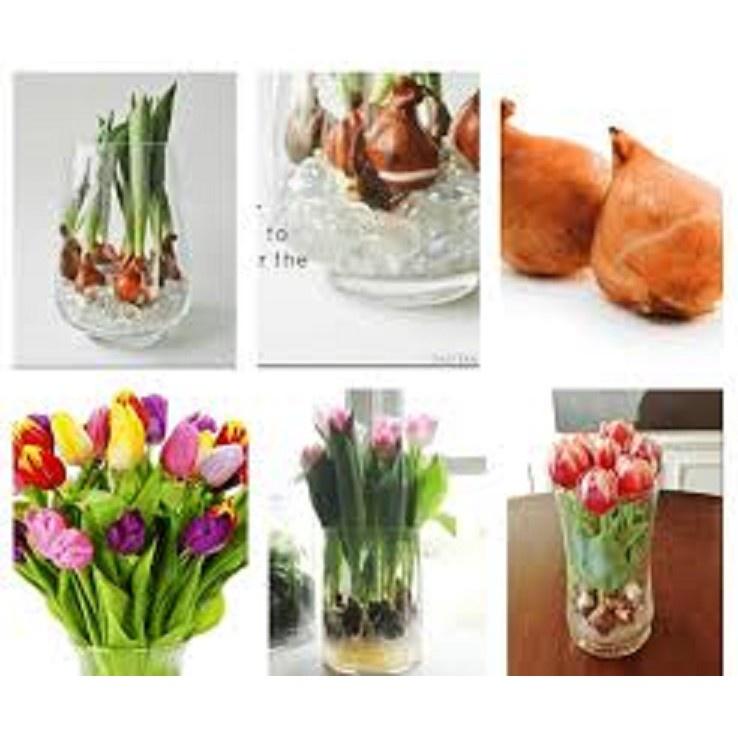 Combo 5 củ giống hoa tulip-củ giống - CTL