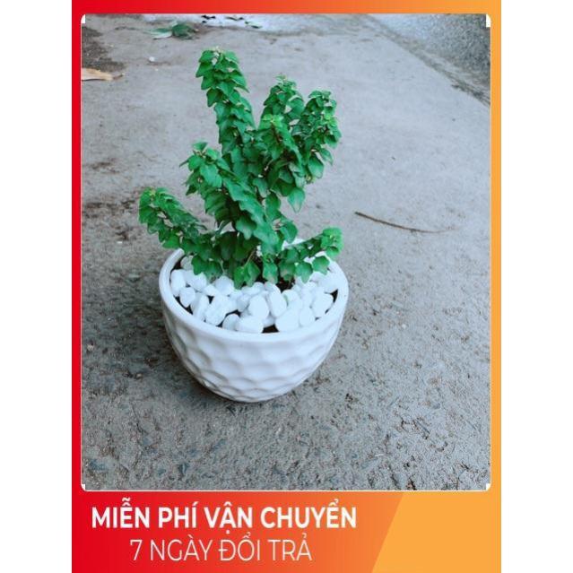 Chậu Cây Vân Sam