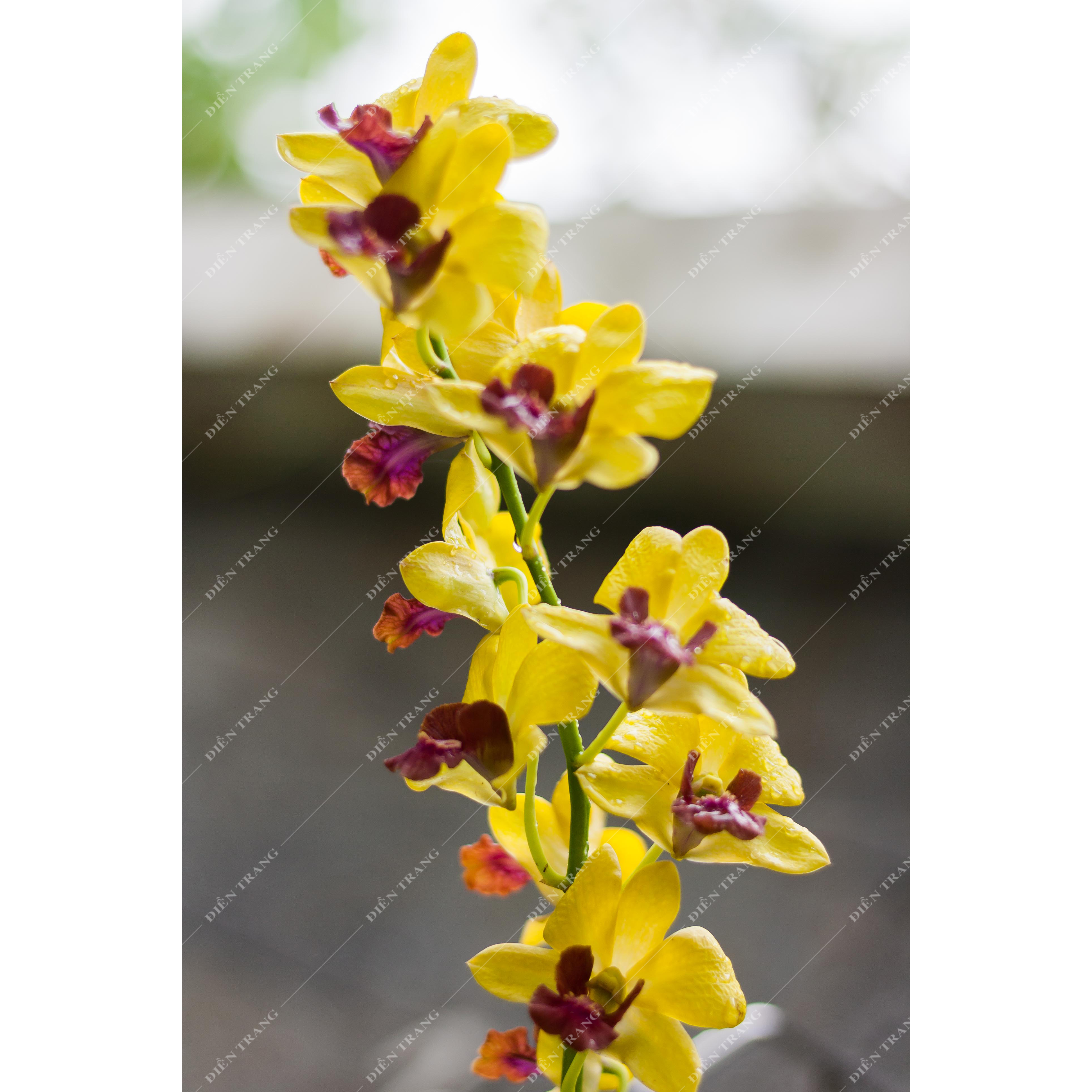 Combo 5 chai Phân bón chuyên dùng cho Lan Breed-DT02 Orchid Bloom 100ML