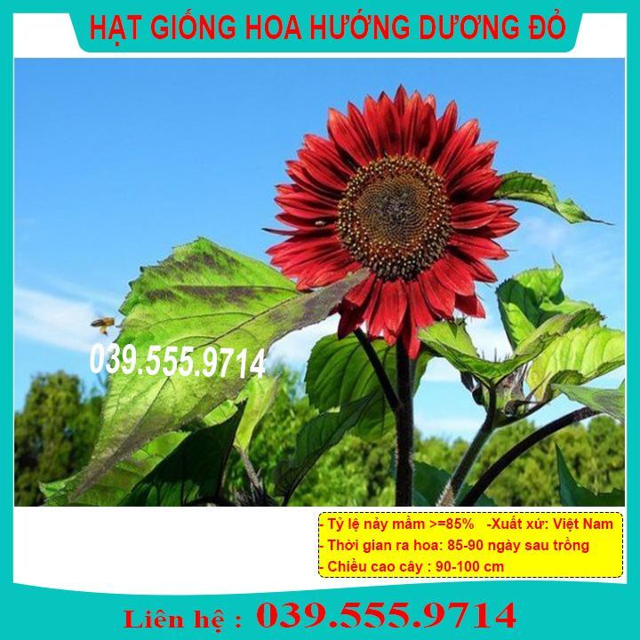 HẠT GIỐNG HƯỚNG DƯƠNG ĐỎ GIỐNG CHUẨN, CHẤT LƯỢNG CAO