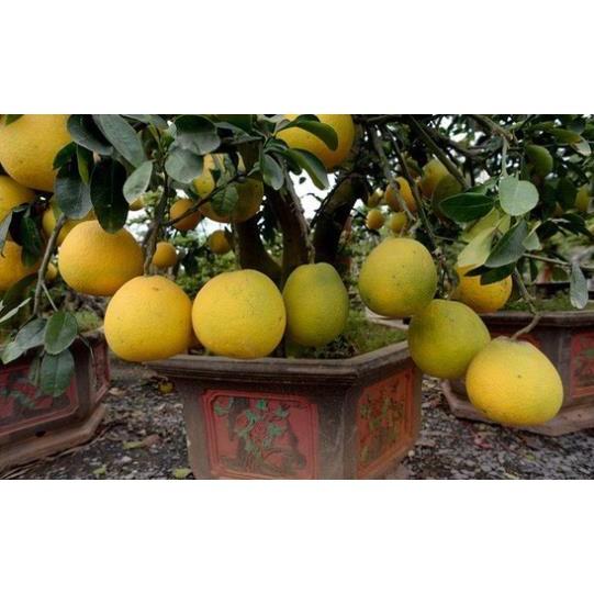 CÂY BƯỞI VÀNG - CÂY GIỐNG F1
